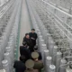 north korea