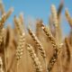 wheat