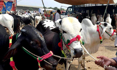 cows