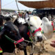 cows