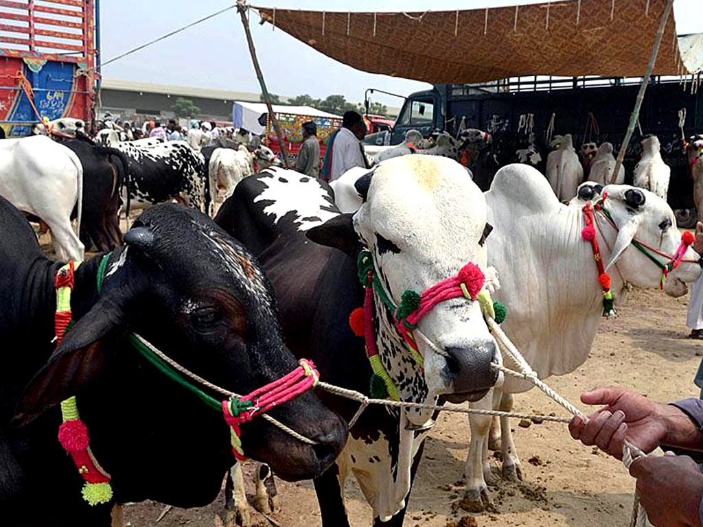 cows