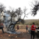 alestinian olive farmers in West Bank
