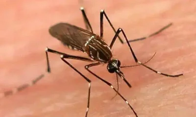 Dengue Mosquito