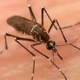 Dengue Mosquito