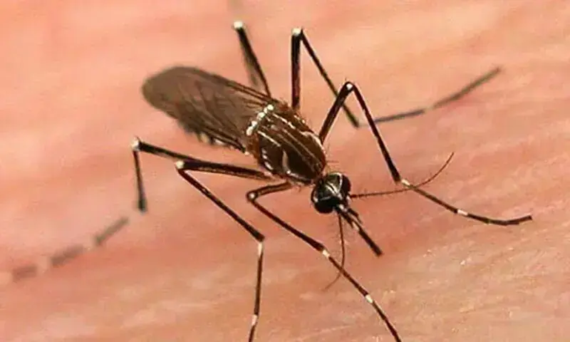 Dengue Mosquito