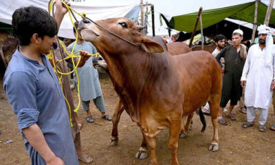 eid-ul-adha