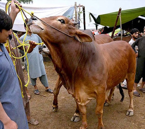 eid-ul-adha