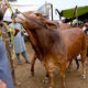 eid-ul-adha