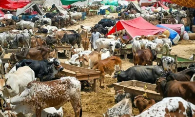 eid ul aza
