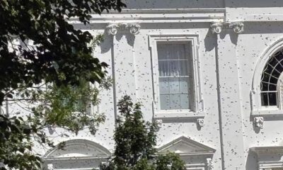 white-house-bee-attack