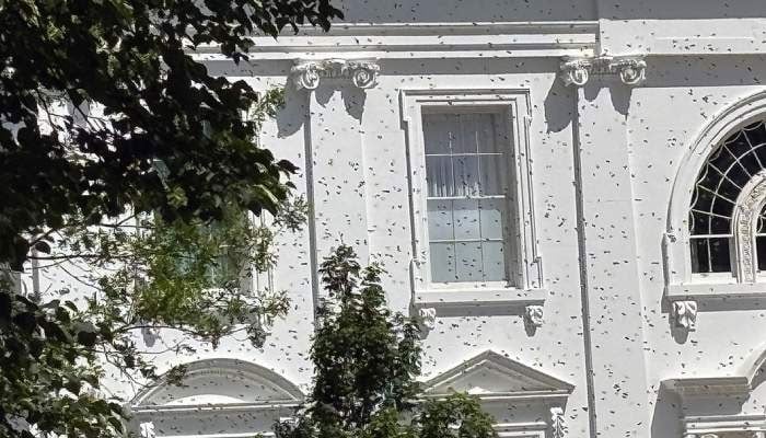 white-house-bee-attack