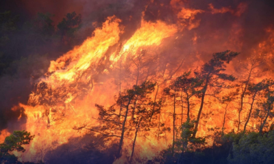 turkey-forest-fire