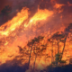 turkey-forest-fire