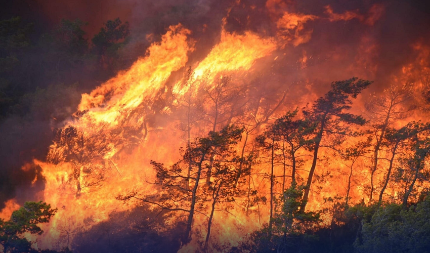 turkey-forest-fire