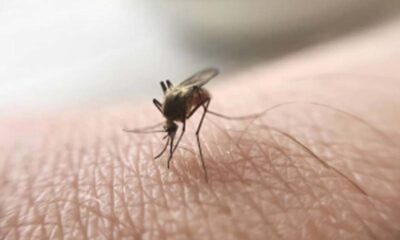malaria