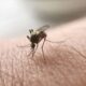 malaria