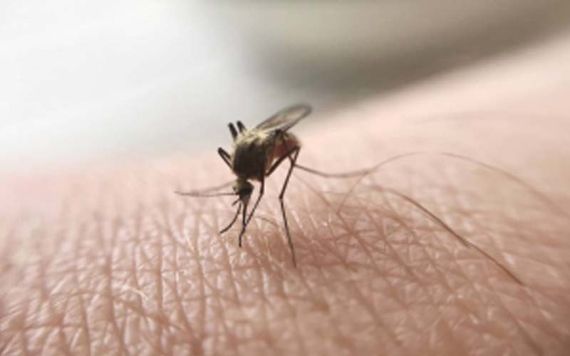 malaria