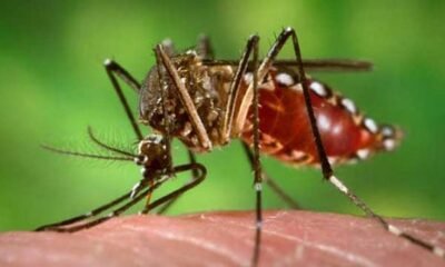 dengue