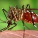 dengue