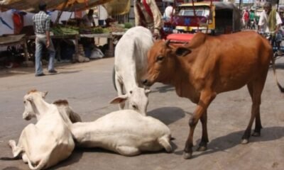 Cow Slaughter in India.