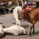 Cow Slaughter in India.