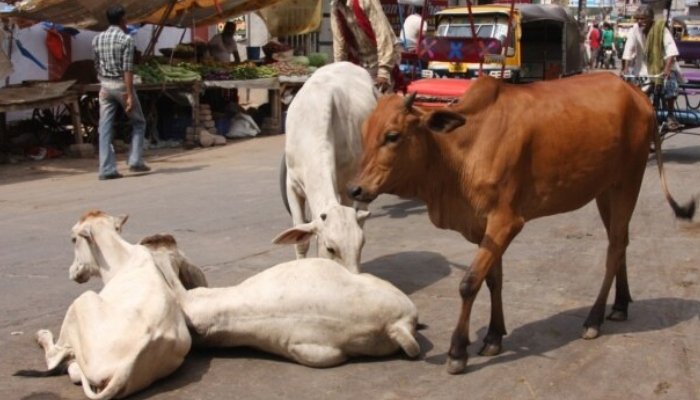 Cow Slaughter in India.