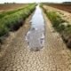 Water Shortage Threatens